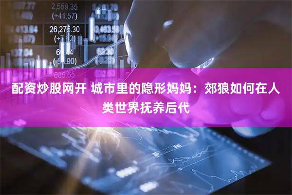配资炒股网开 城市里的隐形妈妈：郊狼如何在人类世界抚养后代